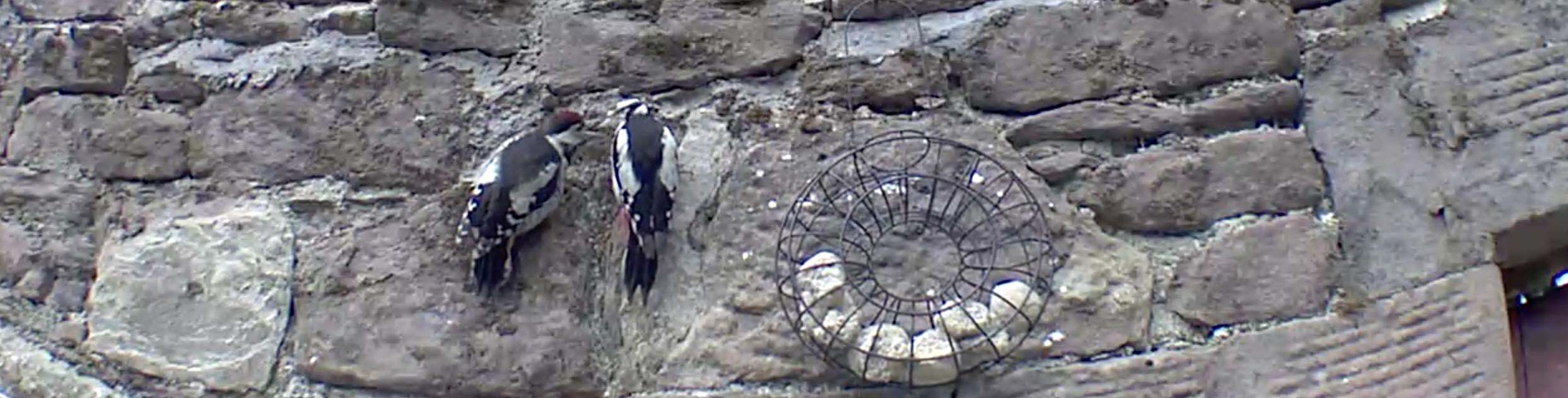 wee gsw gets fed