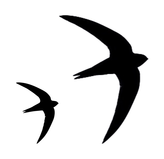 Silhouette of two flying swifts